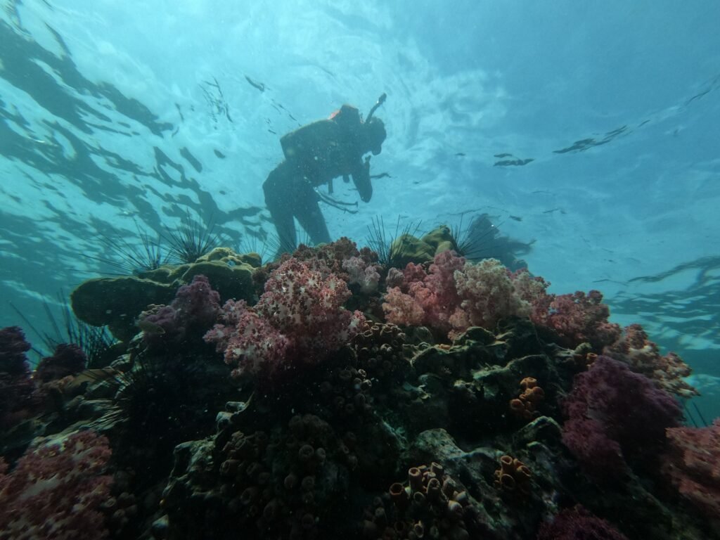 DAAD EPOS Marine Biology Scholarship 2027