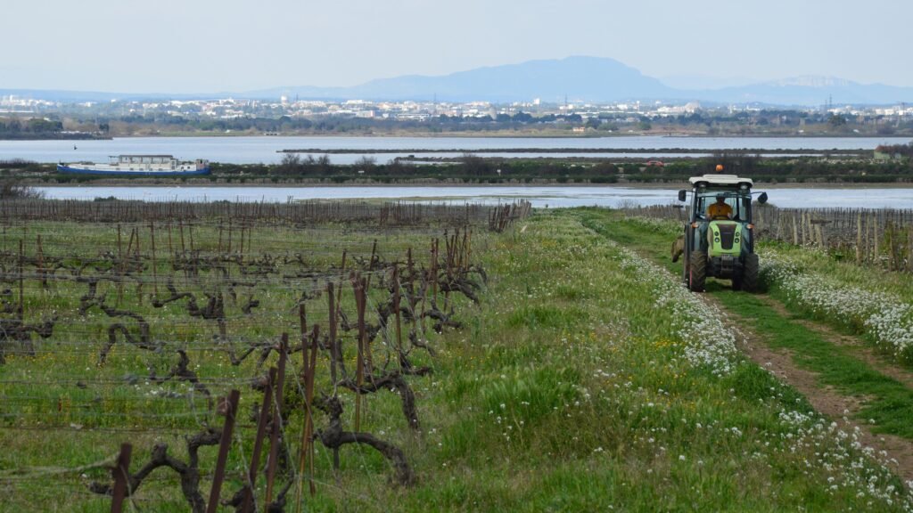 Vineyard and agricultural tractor in Occitanie, France, illustrating agricultural studies at Institut Agro Montpellier